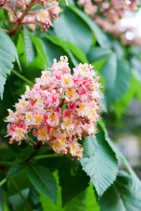 栗子粉红色的花朵水平接近。宏观