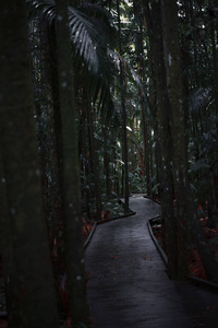 通向黑暗雨林的木板路