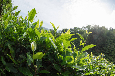 生长在春山的绿茶植物