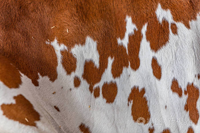 瘤牛精华牛毛皮