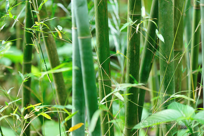 绿色的竹子在花园里生长