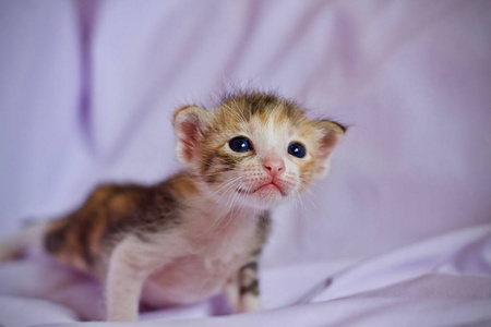 猫宝宝猫妈妈小猫宝宝和猫妈妈动物照片