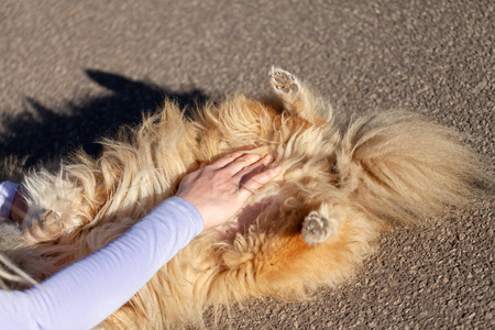 德国动物军医给一只兰属牧羊犬包扎绷带照片 正版商用图片0gwt 摄图新视界