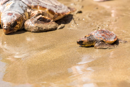 海龟宝宝和妈妈在海滩上