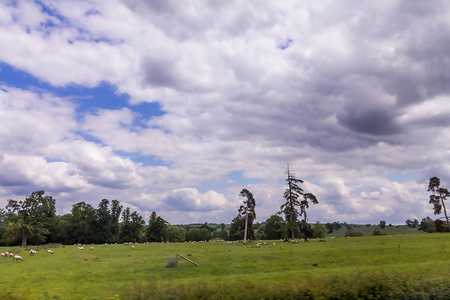 英国沃里克的夏季景观与羊放牧