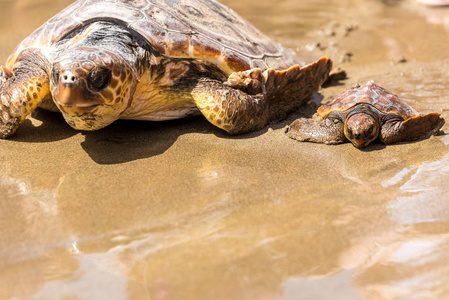 海龟宝宝和妈妈在海滩上照片