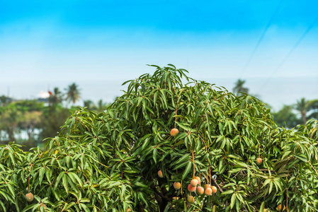 在海洋的背景芒果树的背景下, 巴亚希贝, 拉阿尔塔格拉西亚, 多米尼加共和国。复制文本的空间