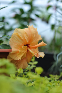 近距离拍摄温室里的芙蓉花。