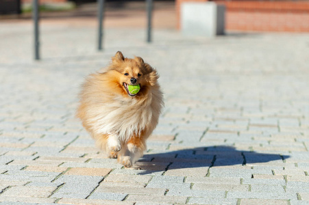 一只牧羊犬在玩一个小球