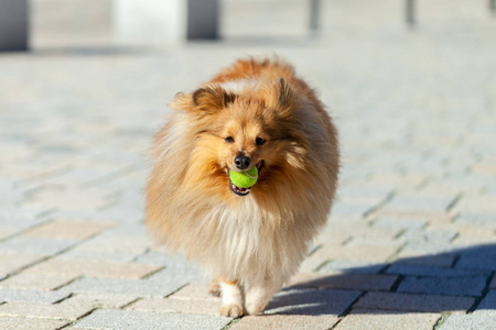 一只牧羊犬在玩一个小球