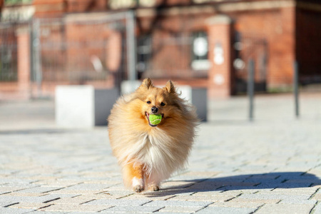 一只牧羊犬在玩一个小球