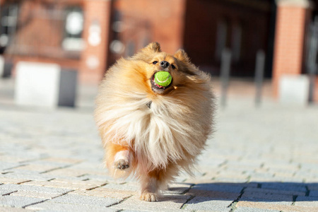 一只牧羊犬在玩一个小球