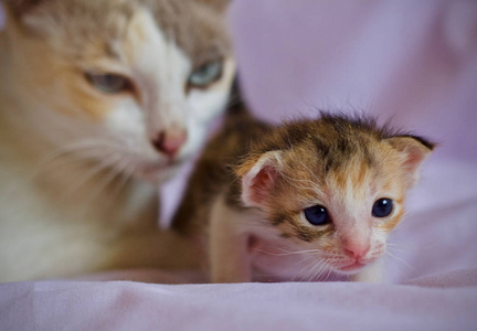 猫宝宝和猫妈妈动物
