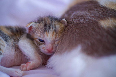 猫宝宝猫妈妈图片