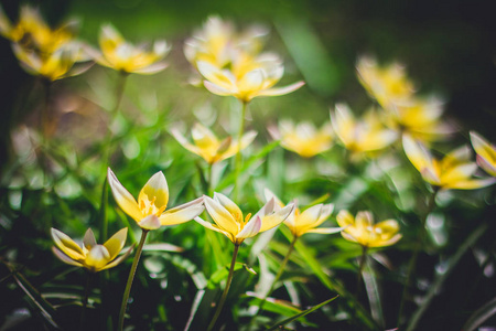 花坛上的小黄花图片