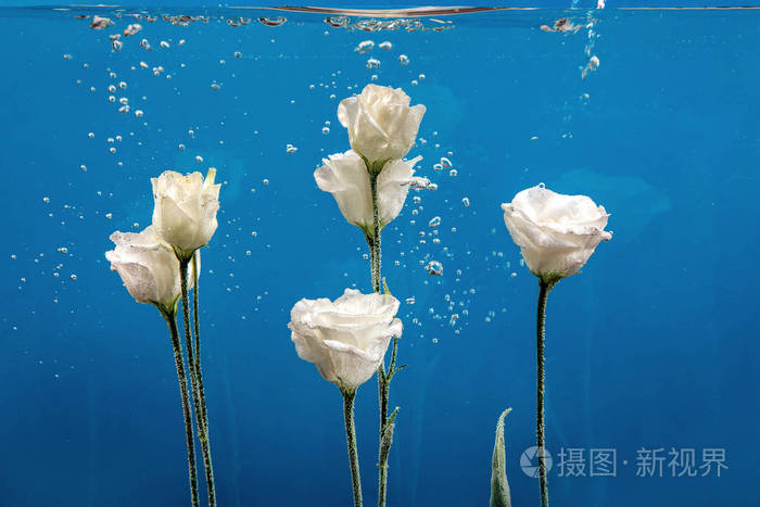 白色玫瑰在水中蓝色背景花在水里有气泡和水滴