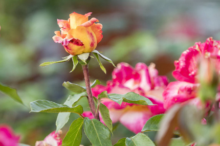 花园里盛开着双色玫瑰图片