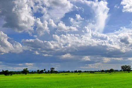 稻田。糖掌在绿色的玉米地，蓝天上有许多云。