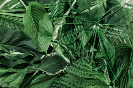 许多白色不同的热带纹理绿叶图案背景自然美术明信片新鲜的夏天