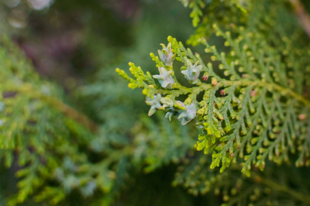 关闭 thuja 西西塔利斯松树叶