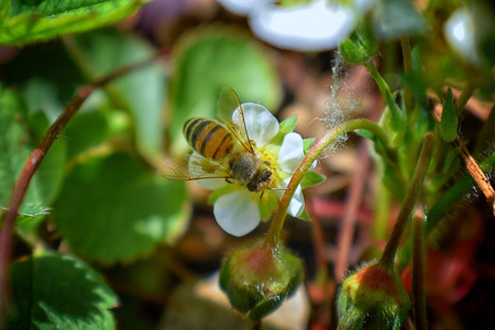 蜜蜂授粉草莓的花，在约旦犹他州南部的小屋花园的大春花中开花。