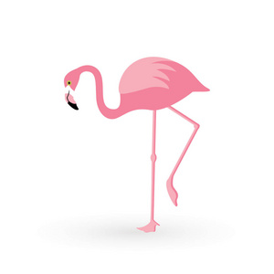 粉红色的火烈鸟。矢量插图。在白色背景下被隔离。背景下的鸟类插画设计