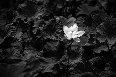 莲花黑白图像