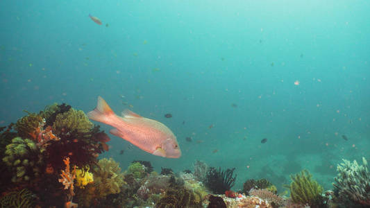 珊瑚礁和热带鱼类。菲律宾, 民都