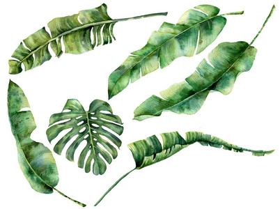 水彩集有多汁的热带树叶。手绘龟背竹, 香蕉和棕榈树的异国情调的树枝在白色的背景。设计, 织物, 印刷或背景的植物学插图