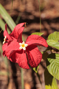 在佛罗里达州那不勒斯的一个花园里盛开着阿斯汉提血麝香草花