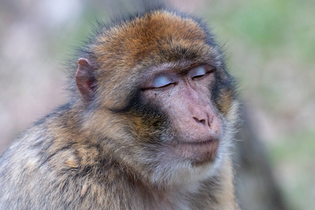 脸上的猴子图片