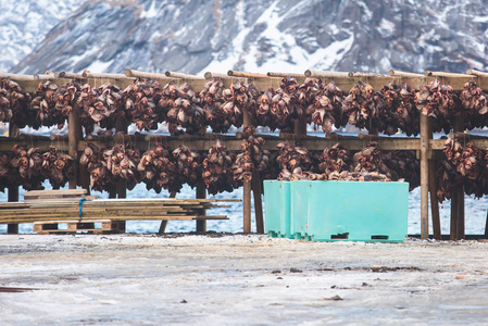 鳕鱼鳕鱼冬季在挪威洛夫顿岛上干燥鳕鱼的过程，挪威传统的方法是在寒冷的冬季空气中在木制干燥架上干燥鱼类