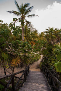 木桥和由木板制成的台阶往下走，椰子棕榈。 图鲁姆里维埃拉玛雅尤卡坦墨西哥。