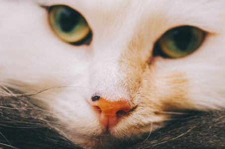 白色猫肖像