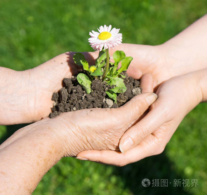 两只手牵着户外的小花