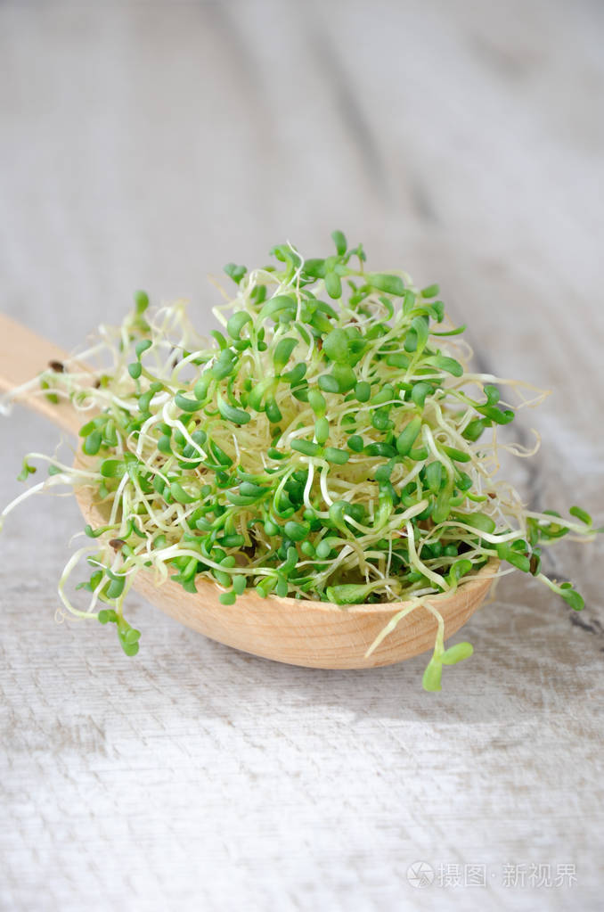 一年四季快速生长的沙拉微型蔬菜一把发芽的苜蓿芽放在木勺里特写镜头