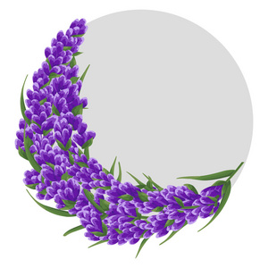 背景紫色薰衣草花，水彩花风格。优雅的花。矢量插图