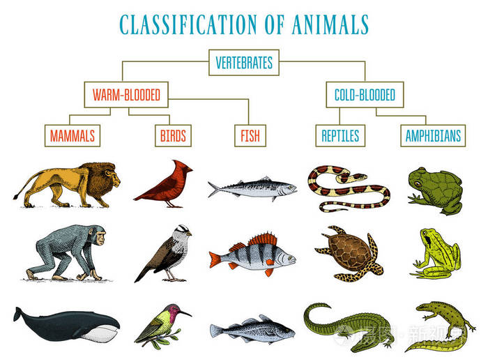 动物分类 爬行动物两栖动物哺乳动物鸟 鳄鱼鱼狮子鲸鱼蛇青蛙 生物学教育图 刻手工画的老复古素描 野生生物图插画 正版商用图片11xmrd 摄图新视界