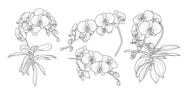 兰花黑色背景图片