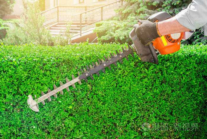 花园汽油剪刀修剪绿色灌木篱. 在花园里工作.