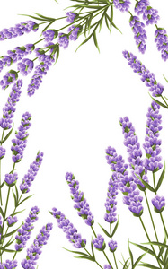 背景紫色薰衣草花，水彩风格花。 优雅的花。 向量背景