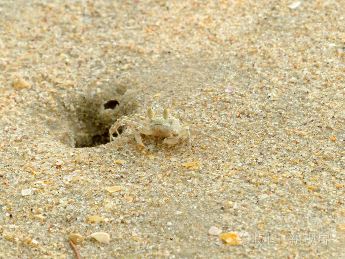 沙蟹洞图片