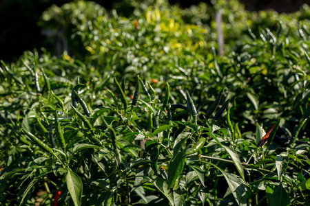 s Eye Chilli, Bird Chilli,Red cute ornamental pepper in vegetabl