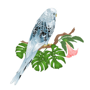 布格瑞加蓝色宠物鹦鹉或贝壳鹦鹉或布格玛尼亚宠物在白色背景复古矢量插图可编辑手绘。