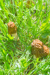 蘑菇长在绿草上的森林里