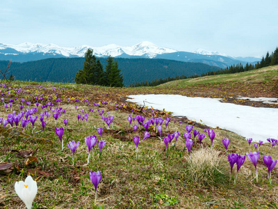 五颜六色的紫色番红花，雪红花番红花高山花卉在在春天的鲤鱼山高原山谷，乌克兰，欧洲。 美丽的概念春天或初夏景观。