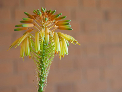 芦荟开花非洲多汁植物的簇生花照片