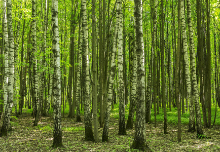 春天阳光明媚的夏日里的森林风光,在公园里的一幅植物户外图片上,树枝