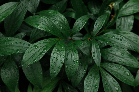 热带有雨滴的蕨类植物的绿叶。 上面的风景。 平躺着。 大自然背景接近山谷百合和蕨类植物的叶子。