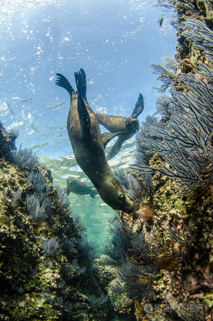 加利福尼亚海狮zalophuscalifornianus在拉帕兹的圣托岛